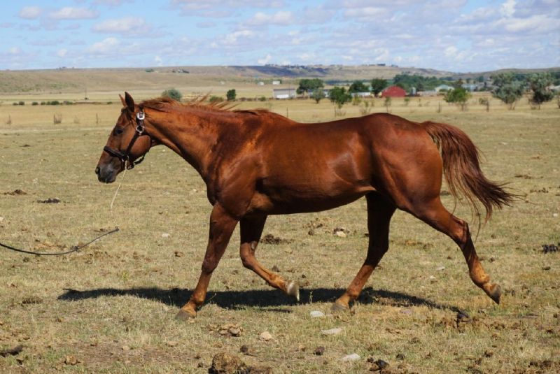 Wranglers Lena Peppy - M6 Quarter Horses
